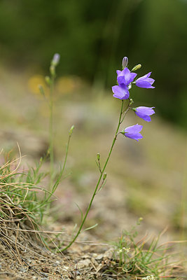 BUITEN BEELD Foto: 362669