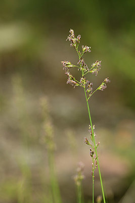 BUITEN BEELD Foto: 362675