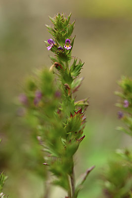 BUITEN BEELD Foto: 362677