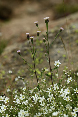 BUITEN BEELD Foto: 362684