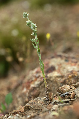 BUITEN BEELD Foto: 362688