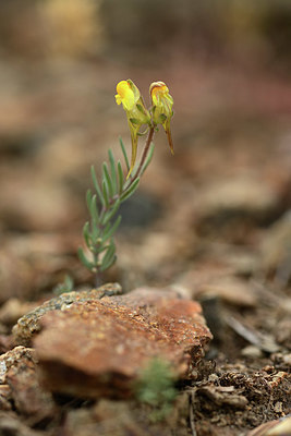 BUITEN BEELD Foto: 362689