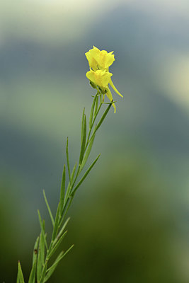 BUITEN BEELD Foto: 362692