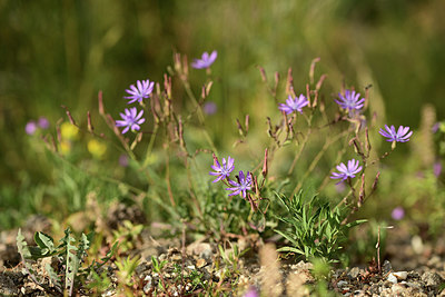 BUITEN BEELD Foto: 362695
