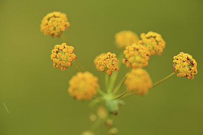 BUITEN BEELD Foto: 362700