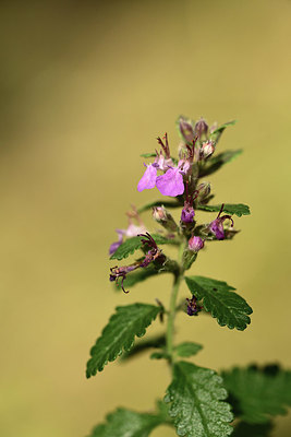 BUITEN BEELD Foto: 362705