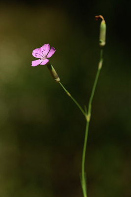 BUITEN BEELD Foto: 362706