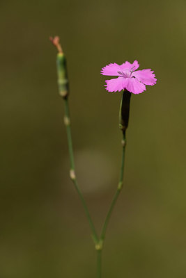 BUITEN BEELD Foto: 362711