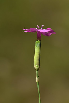 BUITEN BEELD Foto: 362712