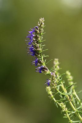 BUITEN BEELD Foto: 362717