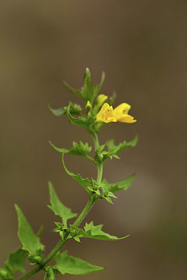 BUITEN BEELD Foto: 362721