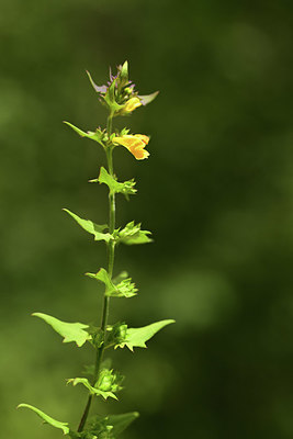 BUITEN BEELD Foto: 362722
