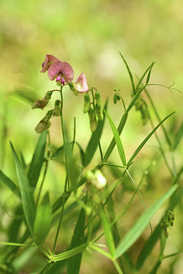 BUITEN BEELD Foto: 362724