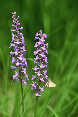 BUITEN BEELD Foto: 362735