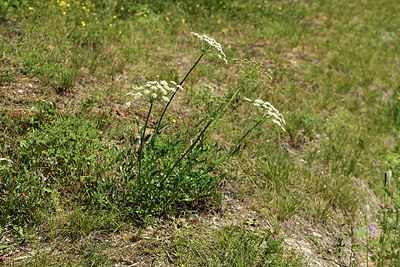 BUITEN BEELD Foto: 362747