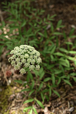 BUITEN BEELD Foto: 362748