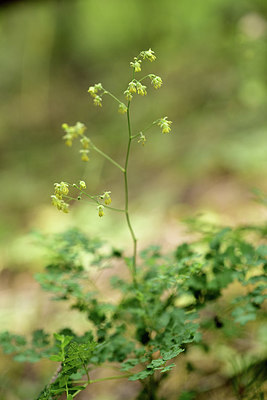 BUITEN BEELD Foto: 362750