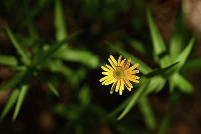 BUITEN BEELD Foto: 362754