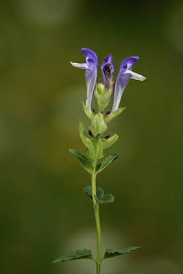 BUITEN BEELD Foto: 362765
