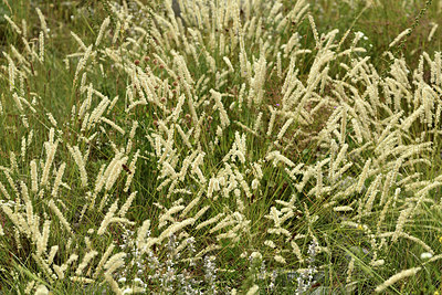 BUITEN BEELD Foto: 362767