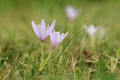 BUITEN BEELD Foto: 362770