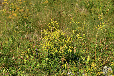 BUITEN BEELD Foto: 362781