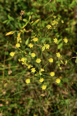 BUITEN BEELD Foto: 362784