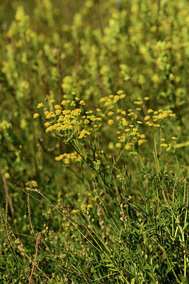 BUITEN BEELD Foto: 362787