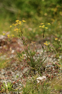 BUITEN BEELD Foto: 362790