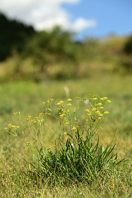 BUITEN BEELD Foto: 362801