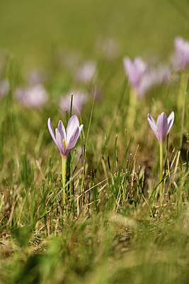 BUITEN BEELD Foto: 362809
