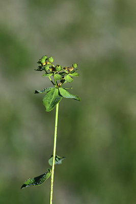 BUITEN BEELD Foto: 362812