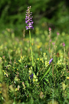 BUITEN BEELD Foto: 362820