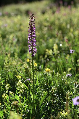 BUITEN BEELD Foto: 362823
