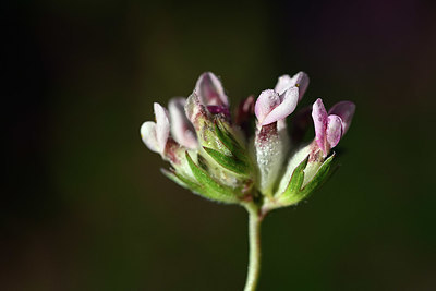 BUITEN BEELD Foto: 362834