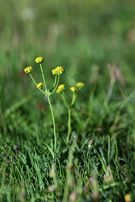 BUITEN BEELD Foto: 362835
