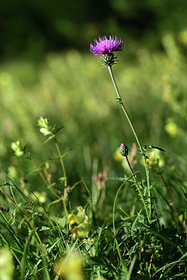 BUITEN BEELD Foto: 362838