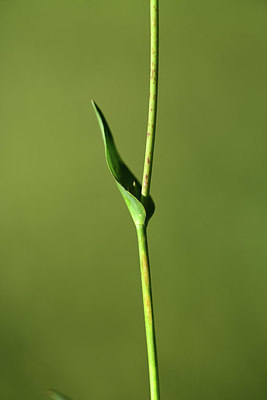 BUITEN BEELD Foto: 362840