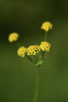 BUITEN BEELD Foto: 362841