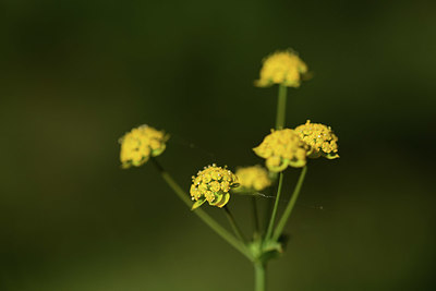 BUITEN BEELD Foto: 362842