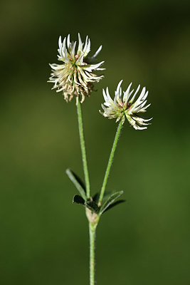 BUITEN BEELD Foto: 362843