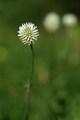 BUITEN BEELD Foto: 362845