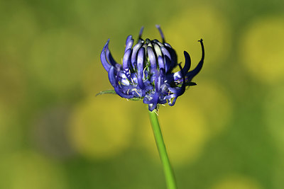 BUITEN BEELD Foto: 362850