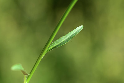 BUITEN BEELD Foto: 362852