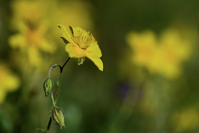 BUITEN BEELD Foto: 362856