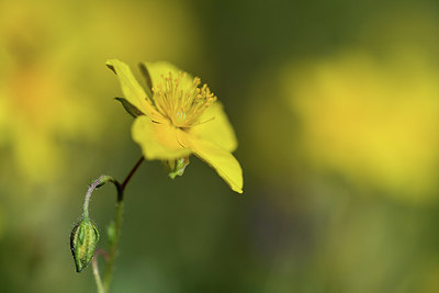 BUITEN BEELD Foto: 362857