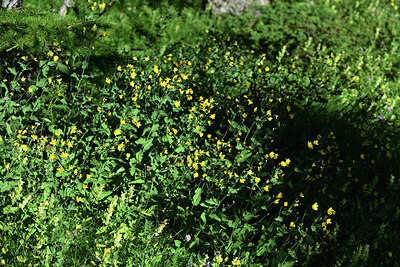 BUITEN BEELD Foto: 362858