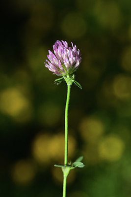 BUITEN BEELD Foto: 362863