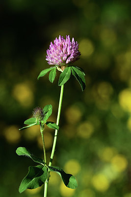 BUITEN BEELD Foto: 362864