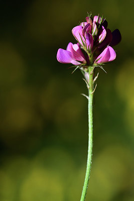 BUITEN BEELD Foto: 362865